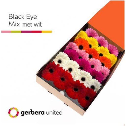 Gerbera mix Гербера