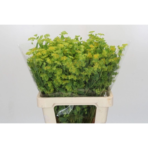 Bupleurum griffithii Буплерум