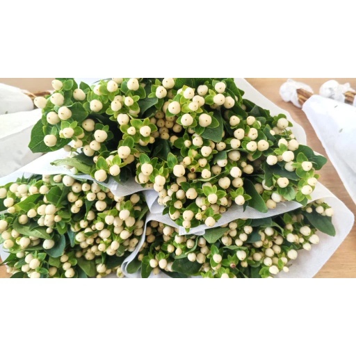 White Bean Hypericum Гиперикум